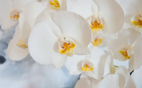 White orchids growing on a vine
